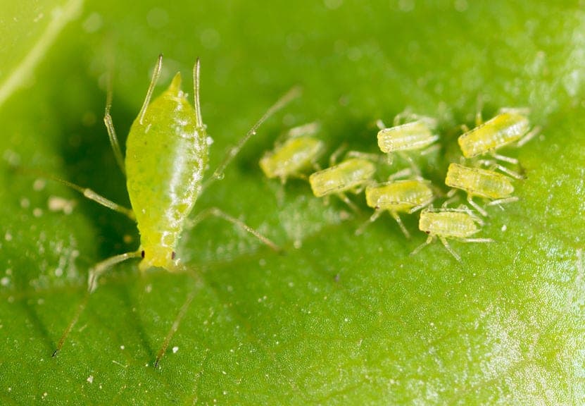 7 Natural Ways to Get Rid of Aphids in Your Garden